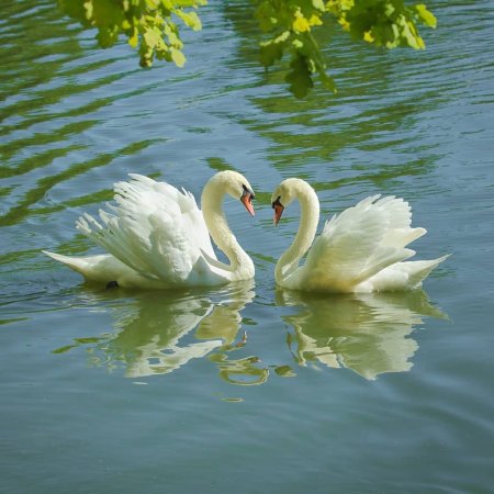 Городской парк Саратов лебеди