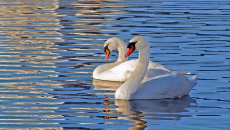 Два лебедя на озере