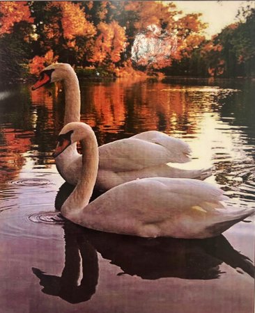 Лебедь Бальмонт белый лебедь