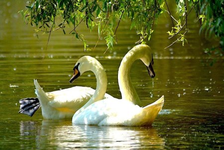 «Лебеди в пруду» Василе Паскару