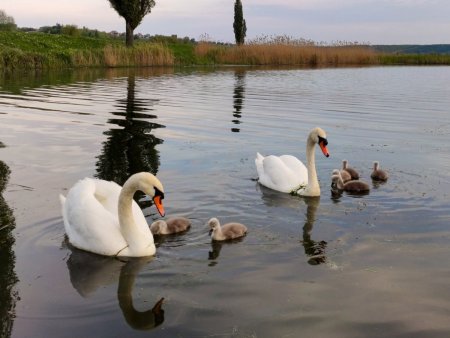 Лебедушка Лебединое озеро
