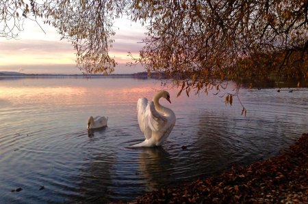 Лебеди в пруду