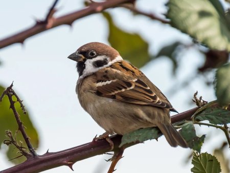 Окрас воробья