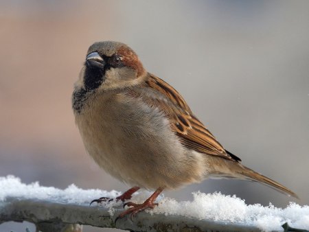 Большой Воробей