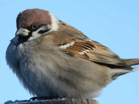 Полевой Воробей