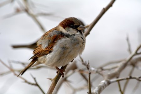 Домовый Воробей птицы