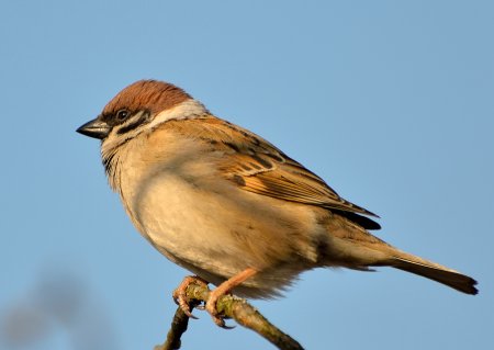 Цвет воробья