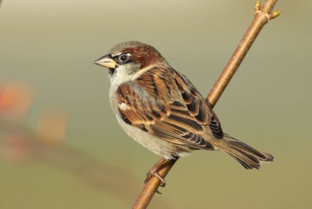 Птица Воробей для детей