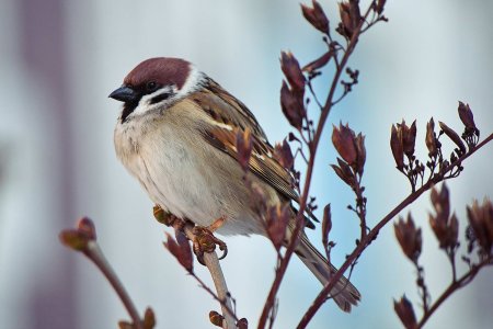 Воробей и воробышек