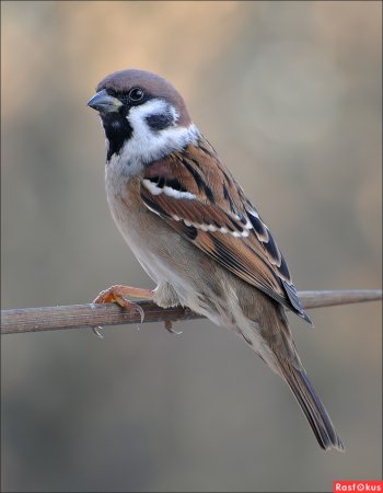 Воробушек птица