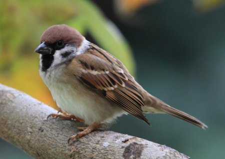 Большой Воробей