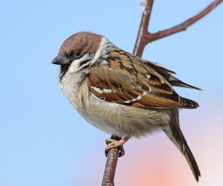 Воробей для детей