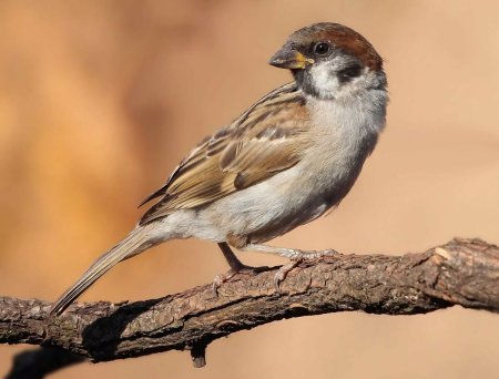 Полевой Воробей