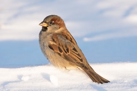 Зимующий Воробей