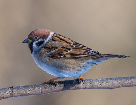 Полевой Воробей