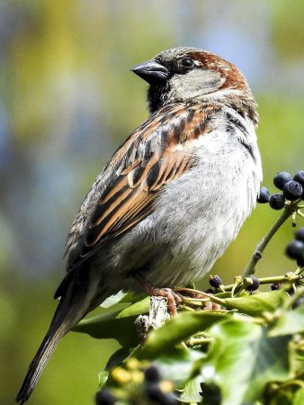 Зеленый Воробей