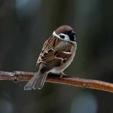 Лесной Воробей