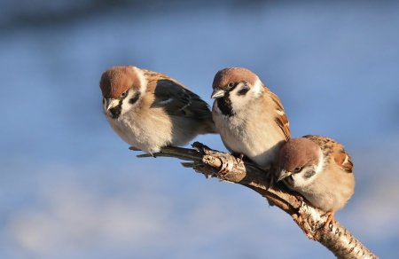 Три воробья