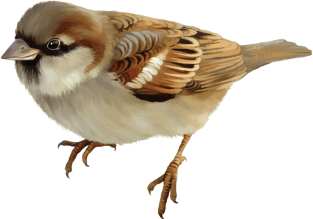 Воробей для детей