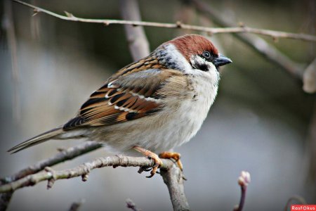 Красноголовый Воробей