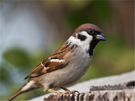 Крупный Воробей