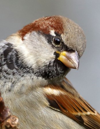 Воробей и воробышек