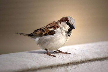 Воробей фото