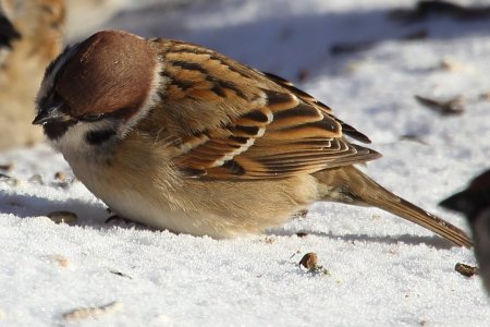 Красноголовый Воробей