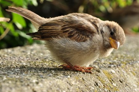 Воробей фото