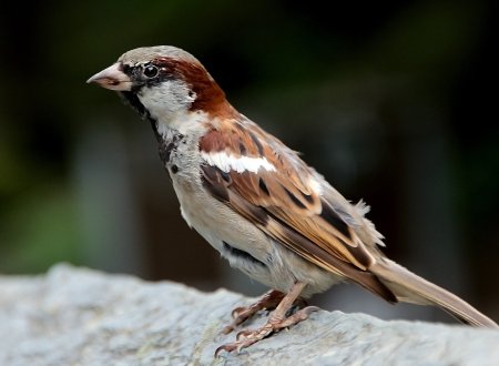 Краснолобый Воробей