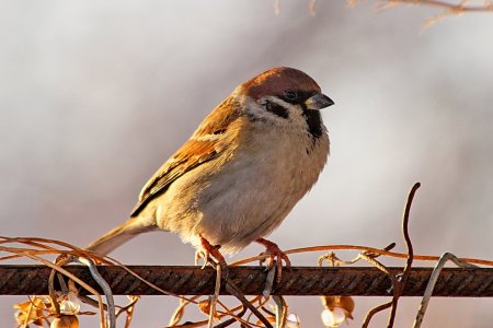 Воробей полевой птица
