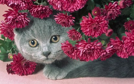 Британская кошка в цветах