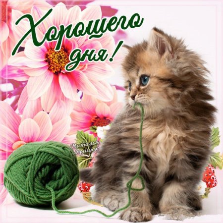 Хорошего дня котенок