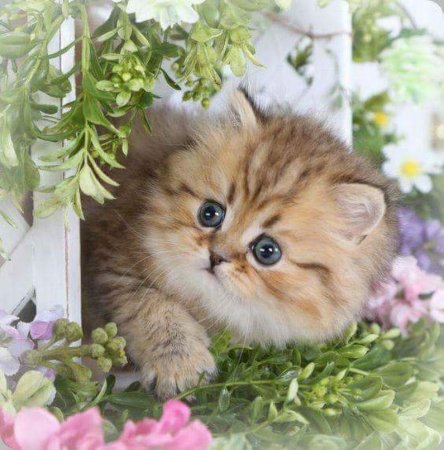 Красивые открытки с кошечками