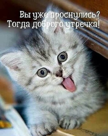 С добрым утром котенок