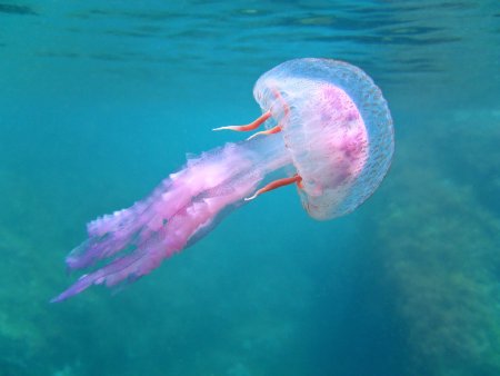 Пелагия ночесветка (Pelagia Noctiluca)