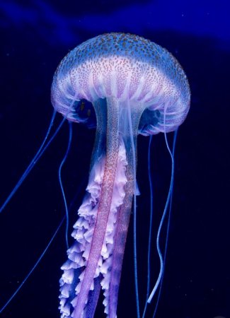 Медуза пелагия ночесветка
