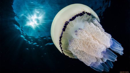 Сцифоидные корнерот