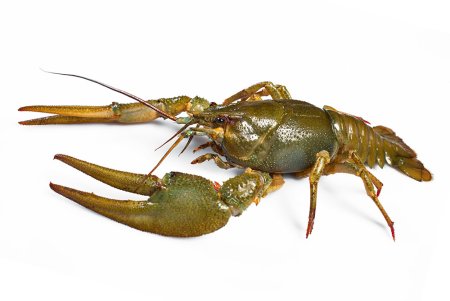 Пресноводные рачки