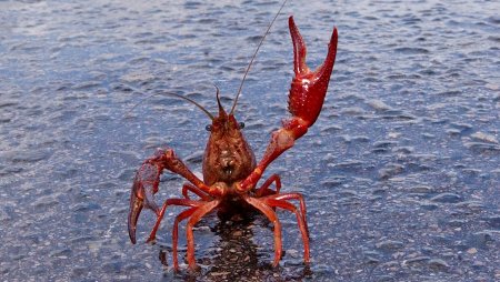 Краб с поднятыми клешнями