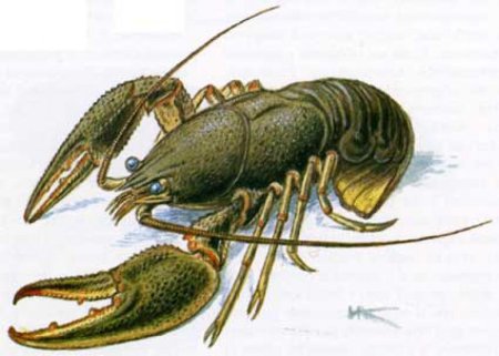 Ракообразные для детей