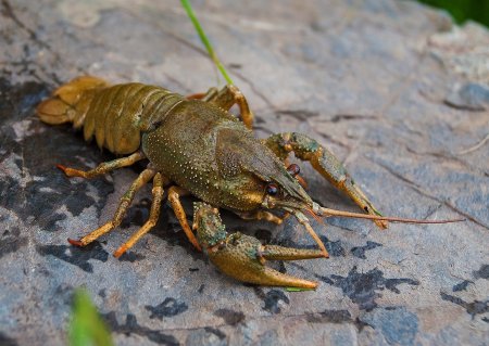 Донской рачок