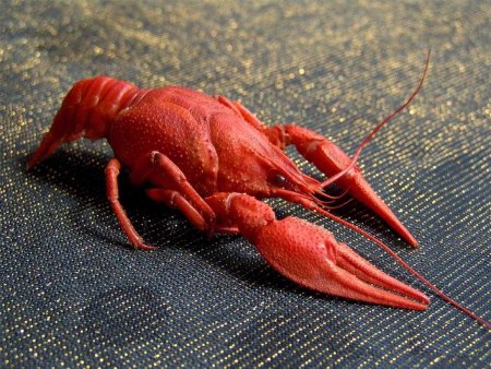 Мем про Жанну Фриске