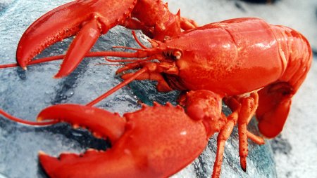 Омар краб лобстер