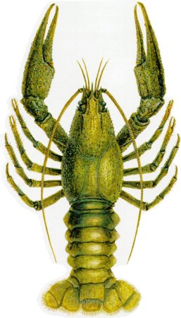 Ракообразные животные