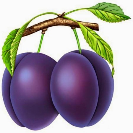 Слива дерево