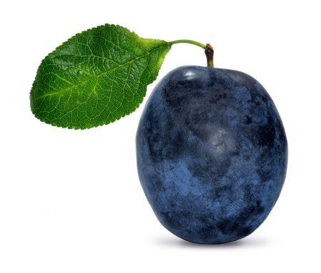 Слива на белом фоне