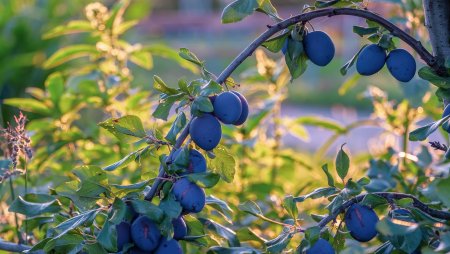 Слива Кромань