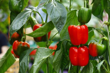 Болгарский капсикум перец