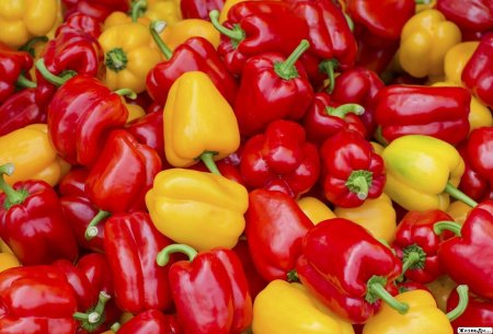 Овощной перец (Capsicum annuum)